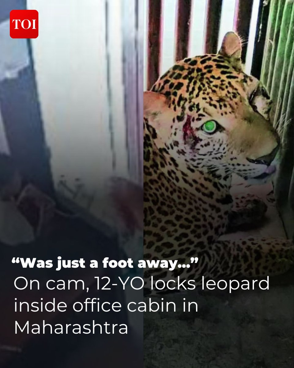 WATCH | Mohit Ahire, 12, held his nerve during a close encounter with a leopard, and managed to trap the wildcat inside an office cabin till help arrived in Malegaon on Tuesday morning. The son of a wedding hall security guard, Ahire said the leopard was just about a foot away when it walked past him and entered the office. Read more here🔗