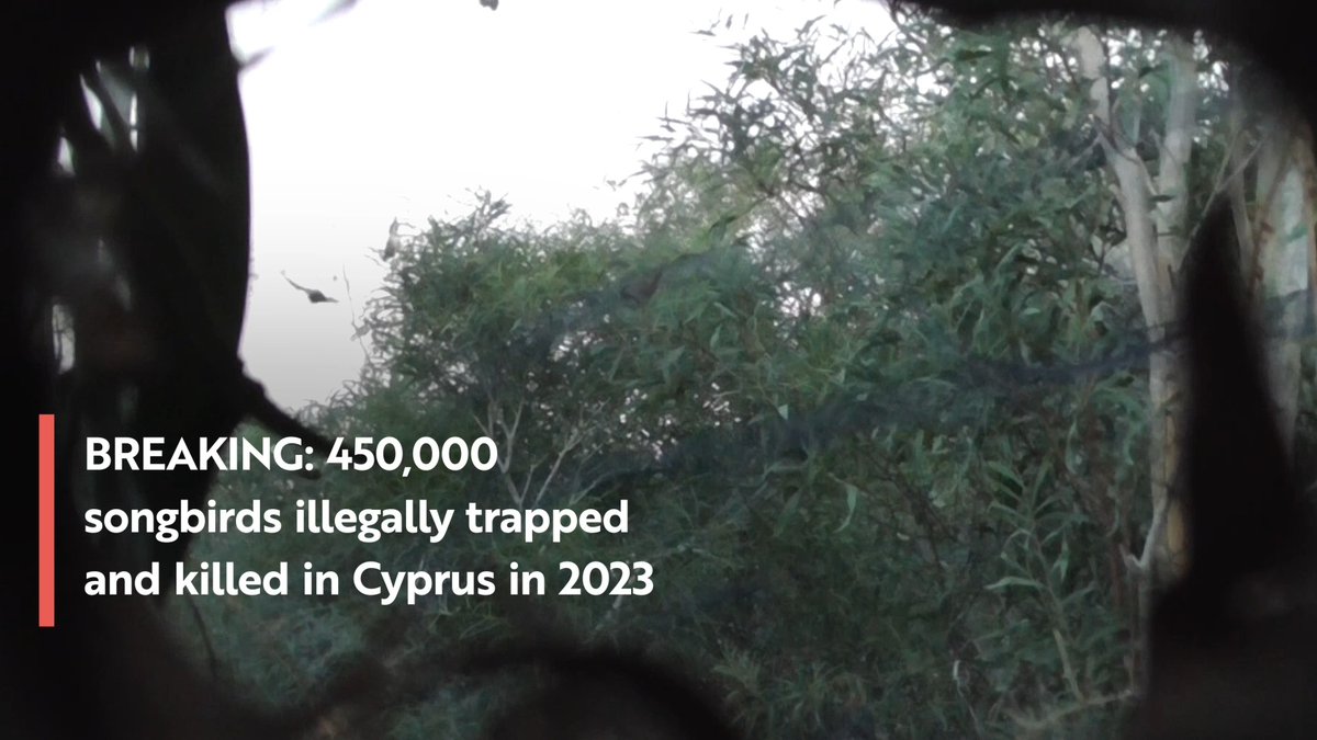 BREAKING: Over 435k songbirds illegally trapped and killed in Cyprus 🚨 A report by BirdLife Cyprus, supported by us &amp; Committee Against Bird Slaughter (CABS), reveals this criminal practice is on the rise. More in the video below 👇