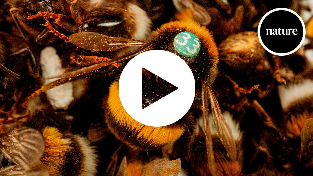 A paper in nature suggests that bumblebees can teach others new behaviours too complex for them to learn alone. In the study, a bee taught to solve a puzzle for a sugary reward can go on to train other bees to complete the task.