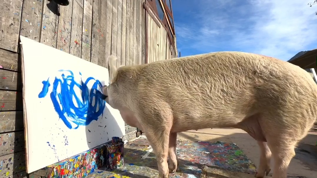 In loving memory of Pigcasso who has sadly passed away. Rescued from a factory farm in South Africa, Pigcasso changed the hearts and minds of so many, encouraging them to reconsider how they saw farmed animals. She will leave a lasting legacy. Video: Farm Sanctuary SA