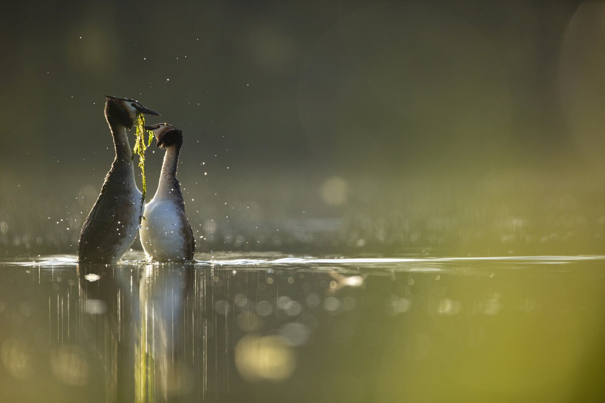 This March keep an eye out for Great Crested Grebes throwing some shapes on the water! Their elaborate courtship dance includes weed waggling, rising out of the water, and nodding their heads in unison. We're big fans 💚
