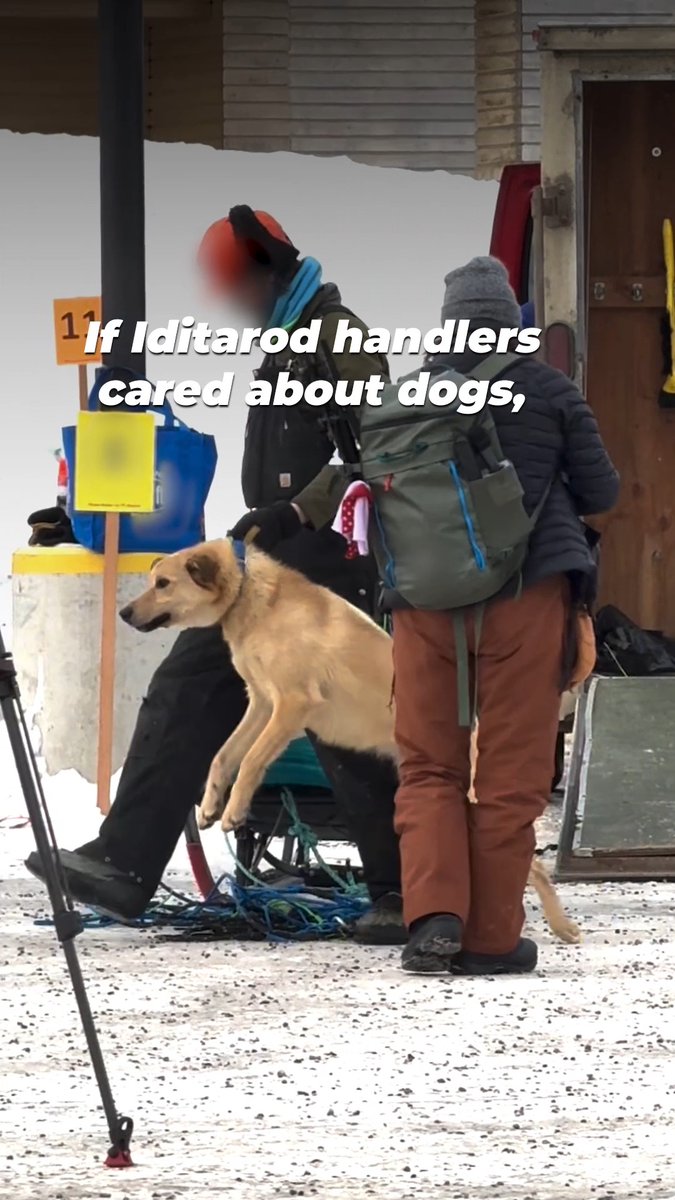This is how #Iditarod handlers treat dogs in public… now imagine how they treat them when nobody is looking.