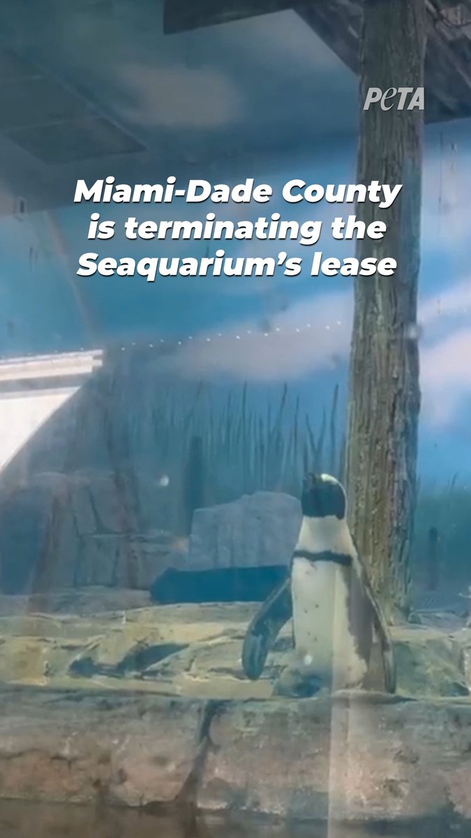 VICTORY! #MiamiSeaquarium’s lease is being TERMINATED 🎉 The world can now cheer that this hellhole will be shut down 👏