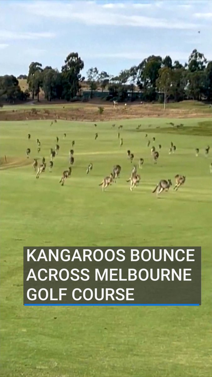 A golf player on the links of the Heritage Golf &amp; Country Club near Melbourne, Australia was stunned when a mob of kangaroos suddenly invaded the fairways and greens, bouncing along the grass |