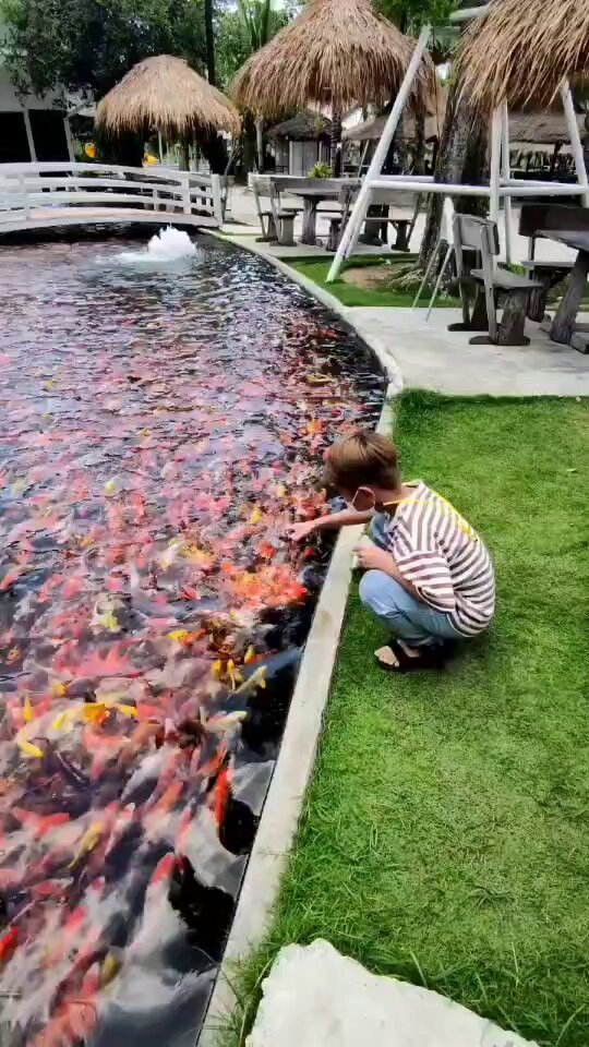 Massively excited koi fish at feeding time 📹 Jeabwongduen