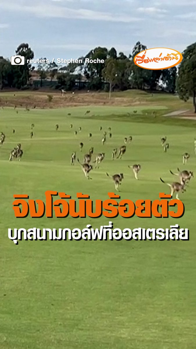 สมาชิกสนามเฮอริเทจ กอล์ฟ แอนด์ คันทรี่ ที่ออสเตรเลีย ใกล้นครเมลเบิร์น ต่างงุนงงไปตามๆกัน หลังจิงโจ้นับร้อยตัวกระโดดเข้ามาในสนามอย่างที่เห็นในภาพ พวกเขาต้องหยุดเล่นกอล์ฟโดยทันที #เรื่องเล่าเช้านี้ #ข่าวช่อง3 #ข่าวต่างประเทศ