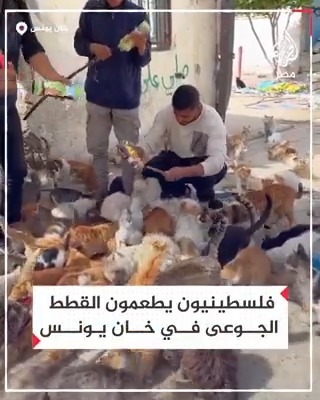 فلسطينيون يطعمون القطط الجوعى في خان يونس بقطاع غزة في ظل الحرب