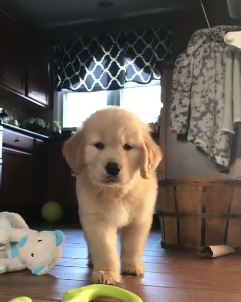Adorable puppy 💗