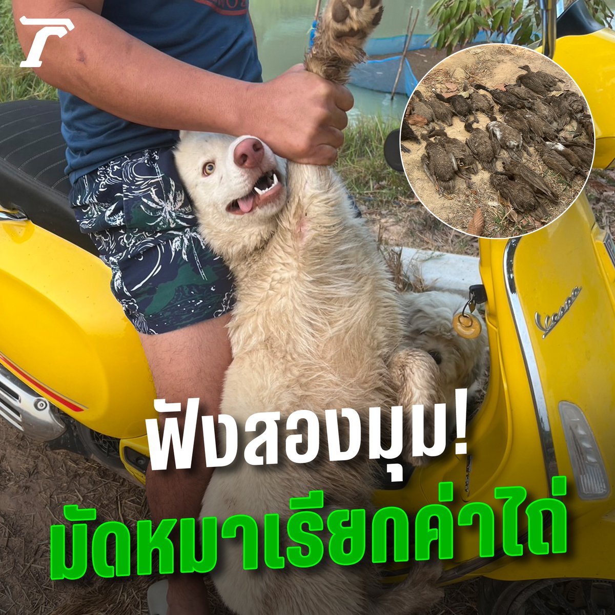 ฟังสองมุม! ดราม่าจับหมามัดขา เรียกค่าไถ่ 5 หมื่น หลังบุกกัดเป็ดตาย 200 ตัว เจ้าของเป็ดยันไม่ได้ทำร้าย ท้าเปิดวงจรปิด #ดราม่า #หมาหลุด #ไทยรัฐออนไลน์ #Thairath