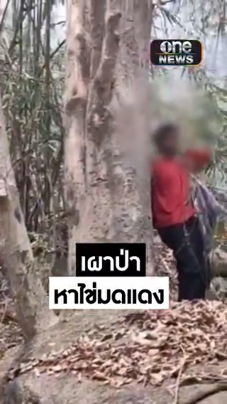 เปิดนาทีเจ้าหน้าที่ชุดลาดตระเวนดอยผาเมือง จ.ลำปาง จับกุมมือเผาป่า อ้างเผามดแดงแต่ไฟลามไปติดใบไม้แห้ง ถูกแจ้ง 6 ข้อหาหนัก #สำนักข่าววันนิวส์ #ไฟป่า