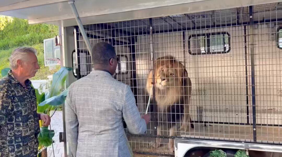 If I Can Face a Lion and Leopard, I Can Face You Too!