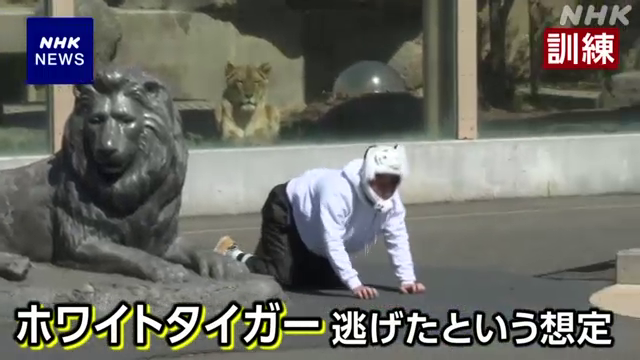 大地震の影響でホワイトタイガーが逃げ出したという想定で、捕獲の手順を確認する訓練が埼玉県宮代町の動物園で行われました #nhk_video