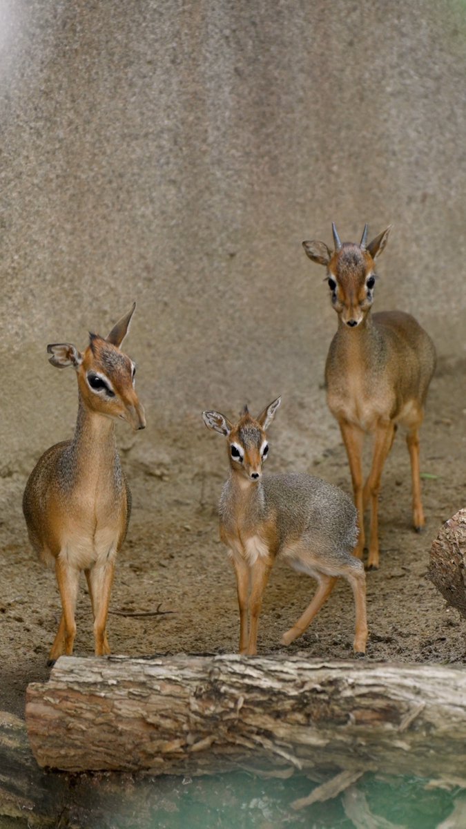 This dik-dik didn't come in a box 🎁 I think we can all agree that this is the cutest little dik-dik you ever did see. This wee one is Abeba, a new dik-dik calf born to parents Chloe and Shaggy.