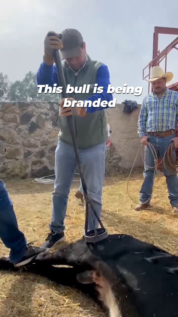 It’s never a “fair fight” 💔 Bulls are often relentlessly tormented long before they even set foot in an arena.