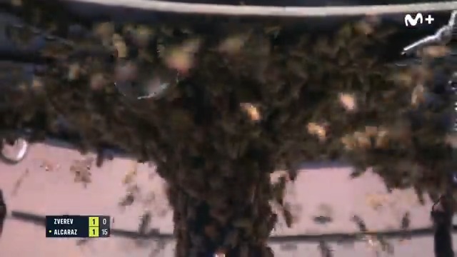 Un enjambre de abejas detiene el Alcaraz-Zverev. 🐝 #LaPistaDelTenis