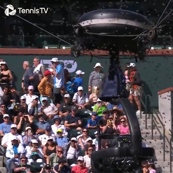 The most BEE-ZARRE thing you'll ever see!! 🐝 #TennisParadise