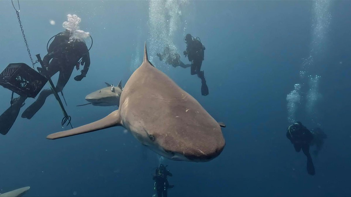 VIDEO: 🇺🇸🦈 Headlines have dubbed Florida the world's most likely place to be bitten by a shark. They're right, but shark bites are exceedingly rare -- a fact scientists wish more people knew especially amid declining shark populations in need of conservation 📹 Olarte Jesús
