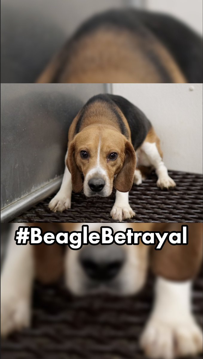 We need your help RIGHT NOW to help 3,000 dogs. Link in bio. Today, join actor James Cromwell, philosopher Peter Singer, and activists across the world in calling, emailing, and posting about the #BeagleBetrayal.