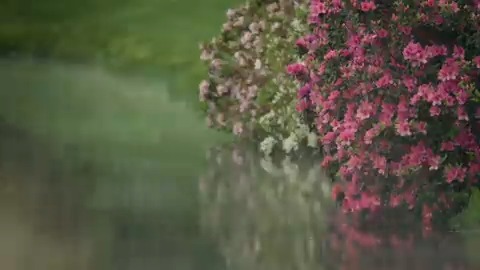 Spring is in the air. #themasters