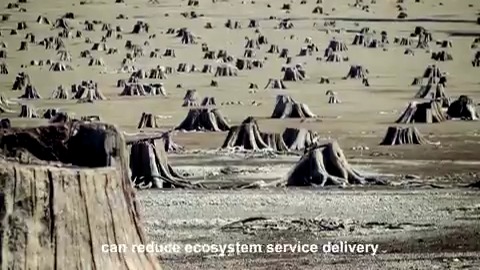 Ahead of #ForestDay, former #IPCC expert Nicola Stevens explains how restoring degraded natural forests can help with climate adaptation. But, in some places, large-scale tree planting can negatively impact ecosystems, biodiversity, & people’s lives. ➡️
