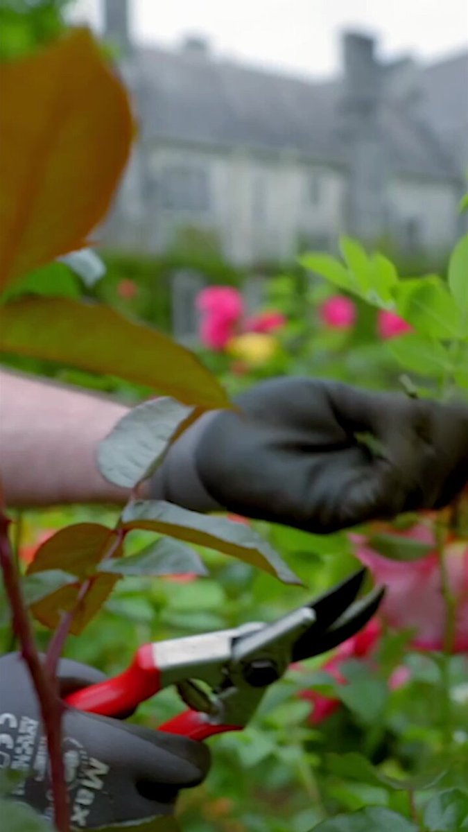 Jack Murphy, UCC's Head Gardener, showcases some of the innovative work and research universities are doing to tackle climate and biodiversity crises 🌿 #MyUniLife | Fridays at 8pm | RTÉ Player