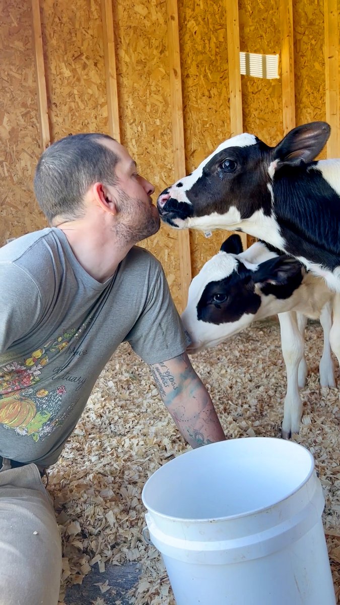 Watch what happens when these twin baby cows get reunited with their mom after a year apart โค๏ธ