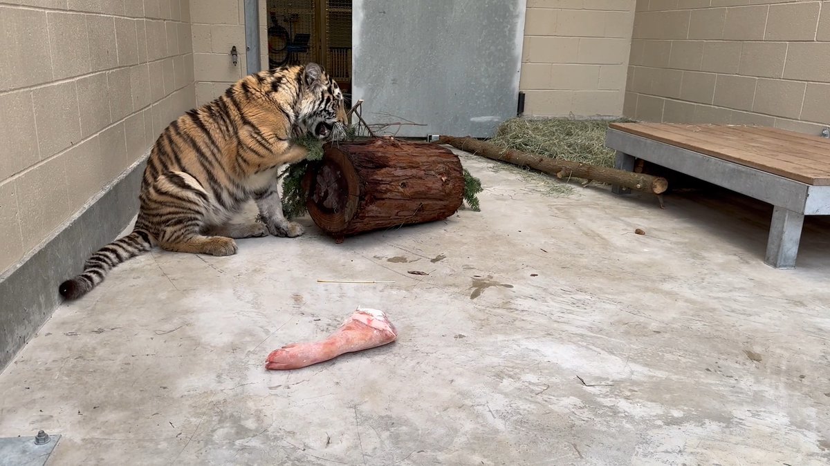 A #VetTales Friday CUBgrade! Our hospital keepers have given Lily the rescued tiger access to more space, including a side facing the outdoors. As you can see Lily is looking good, energetic, and excited about her new digs 🐯
