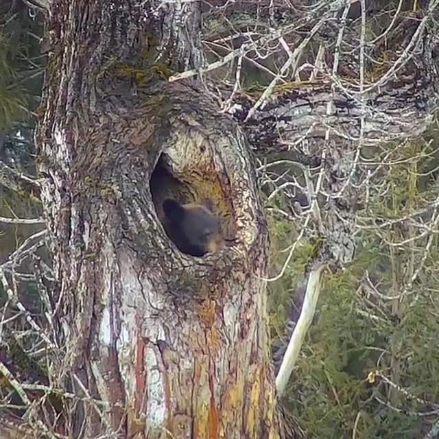 “I’d love to hang out this weekend, but I am super busy.” Bears are emerging from their dens thinner and ready for more activity as they shift their physiology from conserving energy to being ready to meet the demands of a new year. 🐾 Video by NPS
