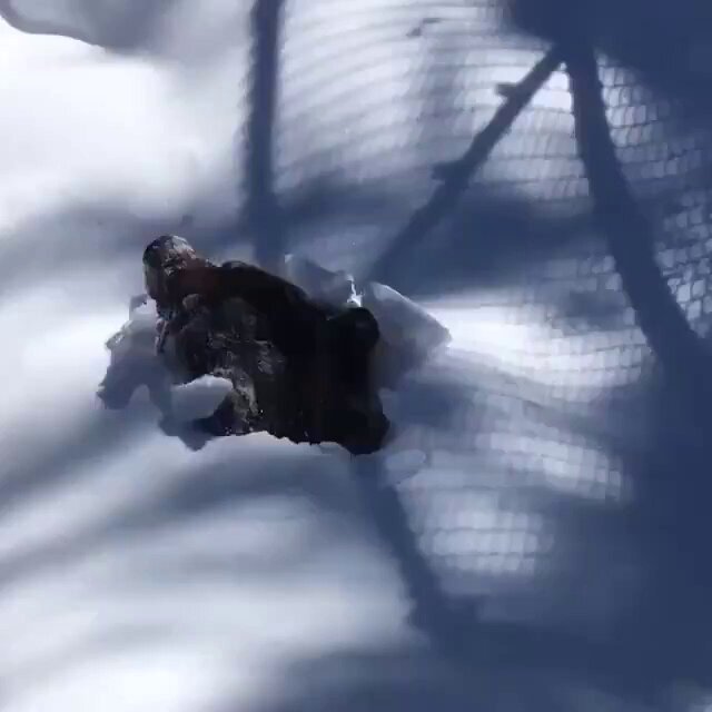 Grizzly Bear emerges from his winter den