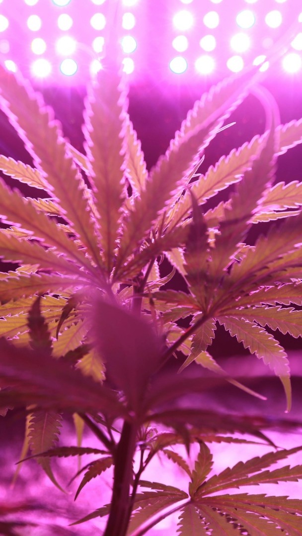 #Cannabis: la légalisation aurait-elle des avantages économiques? 🚬💰 Face au trafic de drogue, notamment à Marseille, la question de la légalisation du cannabis refait surface. Une décision qui pourrait avoir des conséquences positives pour l'économie. 🎙 Nicolas DOZE - LCI
