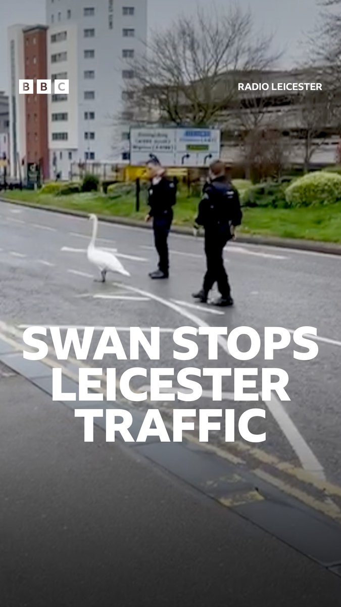 No luck catching them swans then? 😂