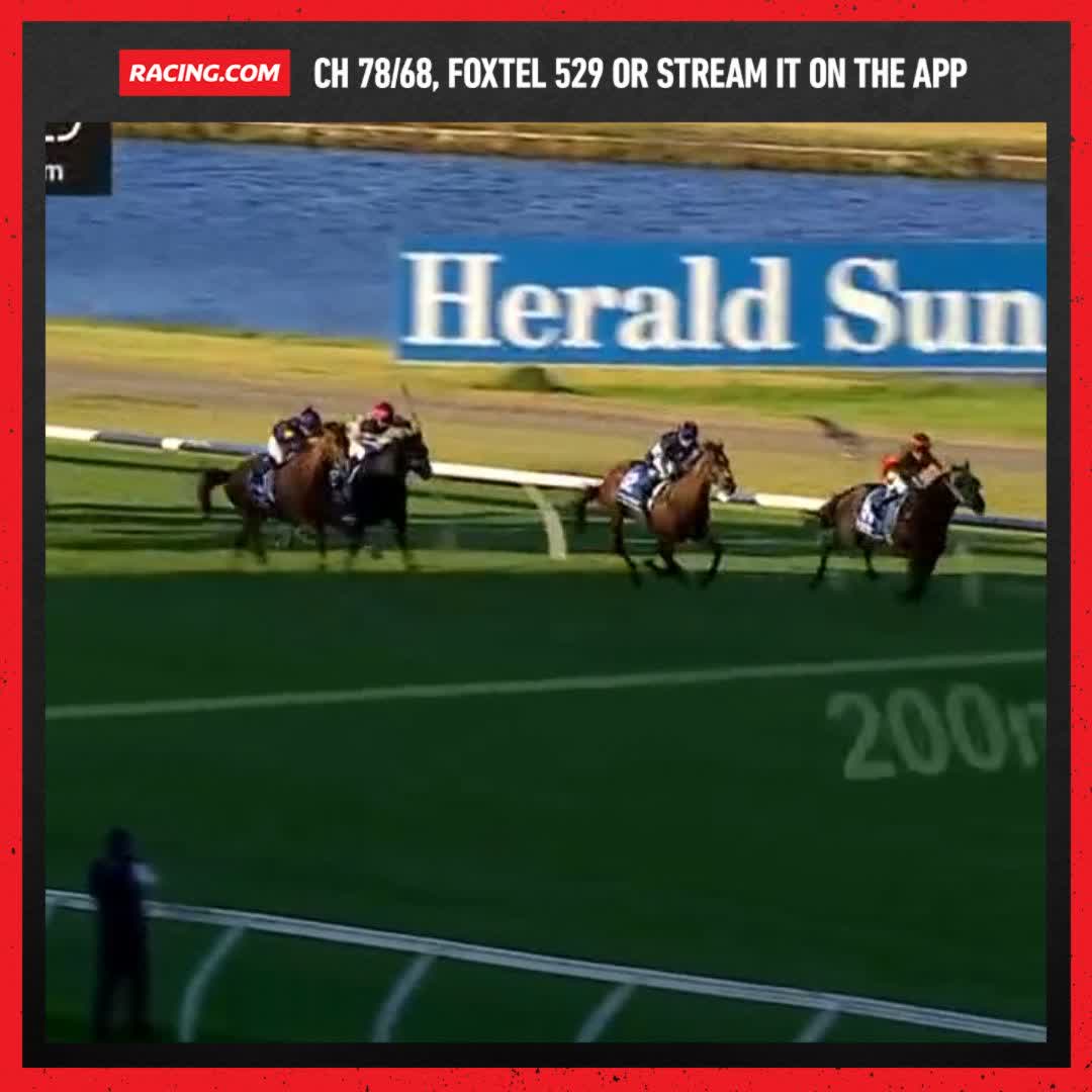 "Divus Romulus is still MOWING them down!" That's a nice horse 🤩 Nick Ryan Racing Johnny Allen