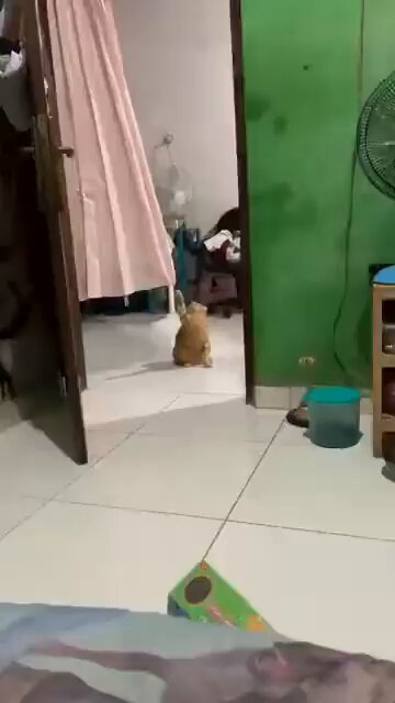 Leader of Furred Reich
