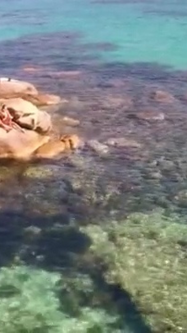 Chypre, Italie, Grèce: des punaises d'eau géantes "mordeuses d'orteils" signalées en Méditerranée