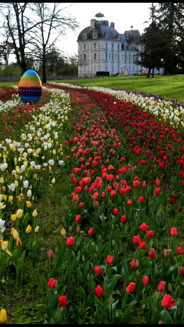 Les très belles images des milliers de tulipes en fleurs au château de Cheverny