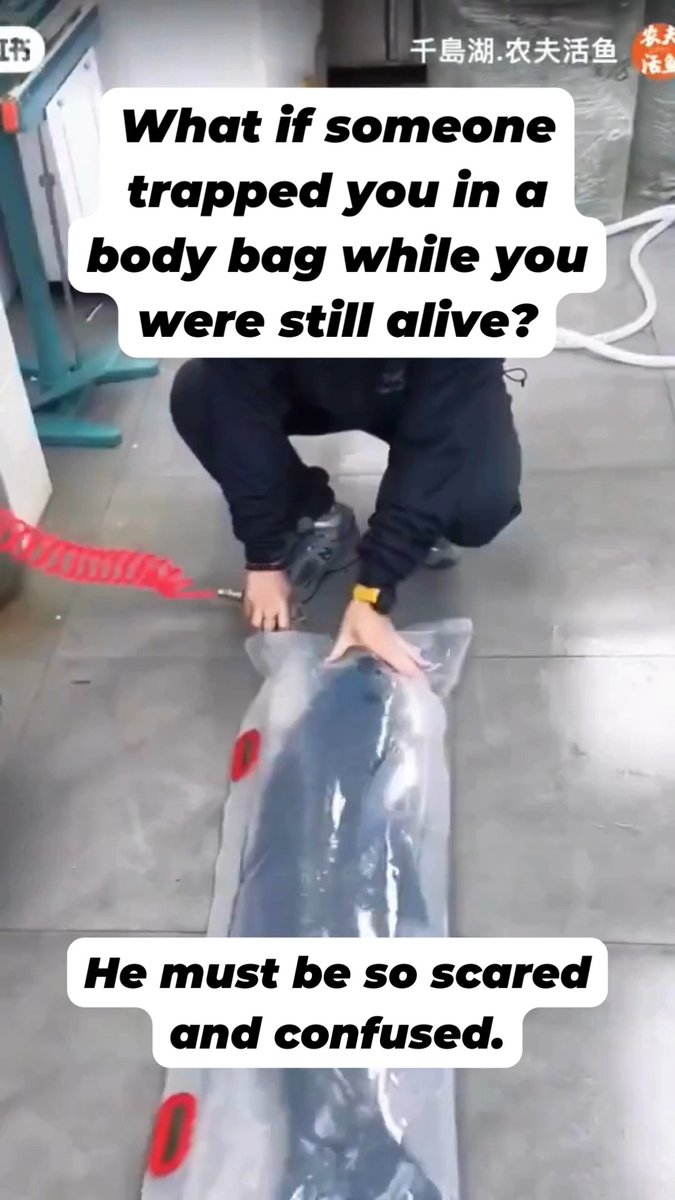 He should be swimming freely in his natural habitat, not treated like an object for humans to wrap in plastic and sell 😔 Every animal is someone.