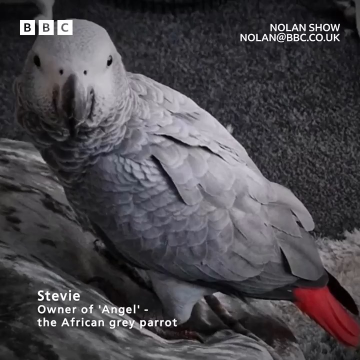 African grey parrot missing in Belfast - owner Stevie appeals for help in finding Angel Podcast 📲 BBC Sounds