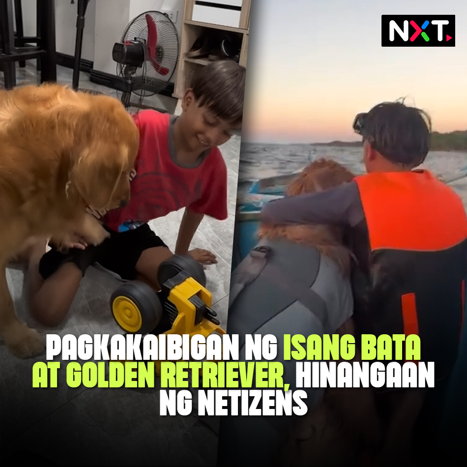 Hinangaan ng netizens ang pagkakaibigan ng isang bata at golden retriever. Mag-best friend na nga na maituturing sina Yuri at ang golden retriever ng kanilang kapitbahay na si Trexy. Ang adventures nila, may mahigit 200,000 followers na sa social media.