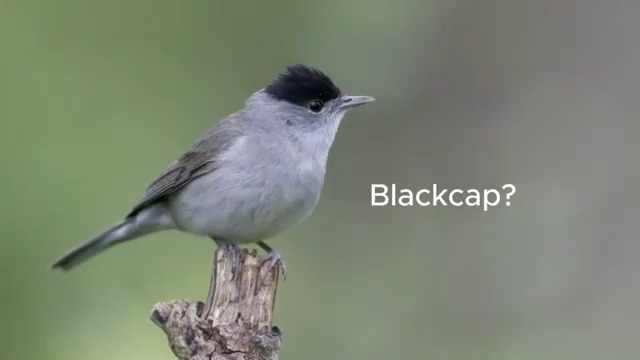 ♥️ birds? Of course you do, #InternationalBirdLovingDay is coming! 🕊️ So, drop us a comment if you know whose song we recorded in Italy with a #Guardian 🎵 Learn how we're protecting this little guy &amp; his buddies ➡️ #Tech4Nature #TECH4ALL wwfitalia