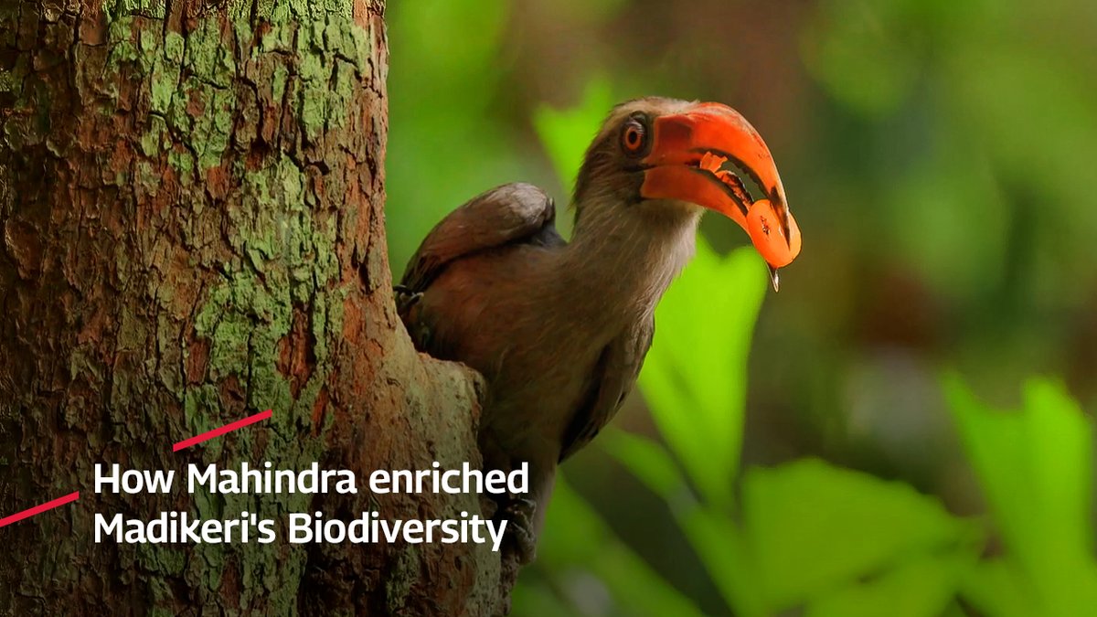 How did a holiday resort enrich Madikeri’s biodiversity? Watch the video to find out. #MahindraForPlanet Club Mahindra