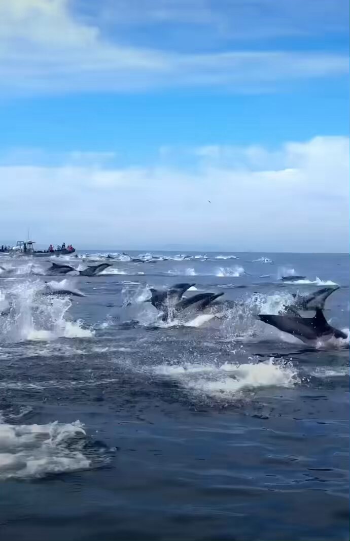 Magical Moments 🐬 🎥: tatar_travel (ig) #sea #ocean #photography #naturelovers #Dolphins #X #commondolphins