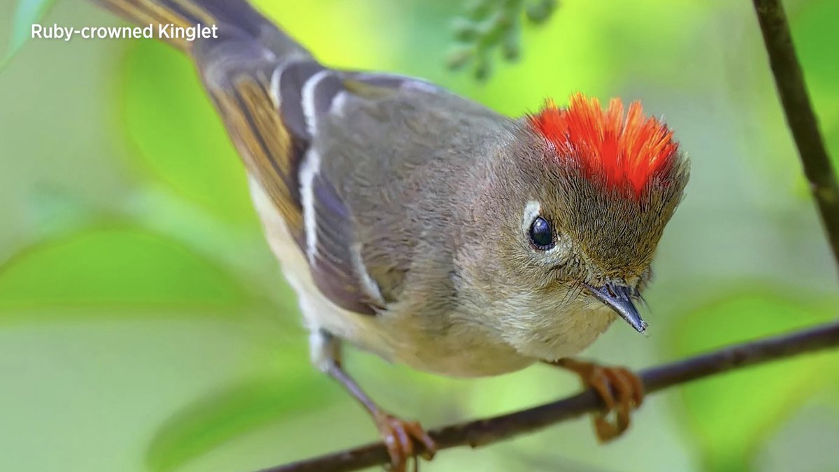 As Central Park prepares to welcome hundreds of bird species during spring migration, take a being-the-scenes look at birding in the Park with Ruben. Ruben Giron #myHarlemMeer