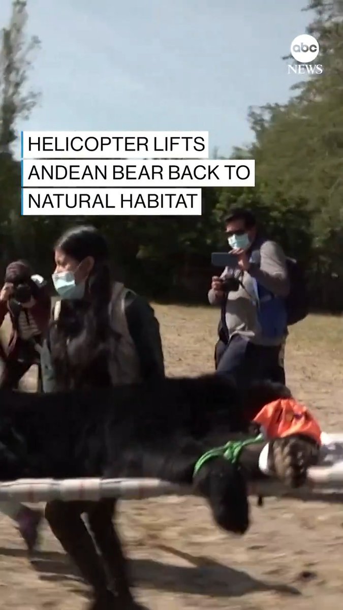 An Andean bear named Tupak was airlifted back to its natural habitat after months in a zoo in Quito, Ecuador’s capital.