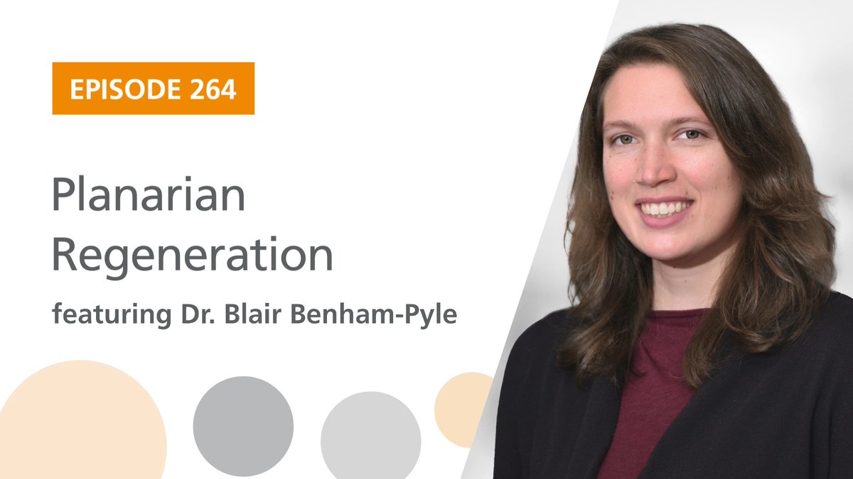 We're back with a brand new episode! Dr. Blair Benham-Pyle, PhD (she/her) from BCMHouston joins us to talk about her research on #planarian flatworms and how they regenerate! 🪱 Listen now: