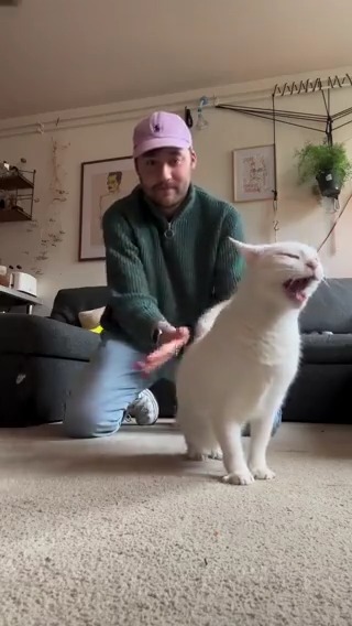 Why you stop #meowed From banshee_lumi | IG