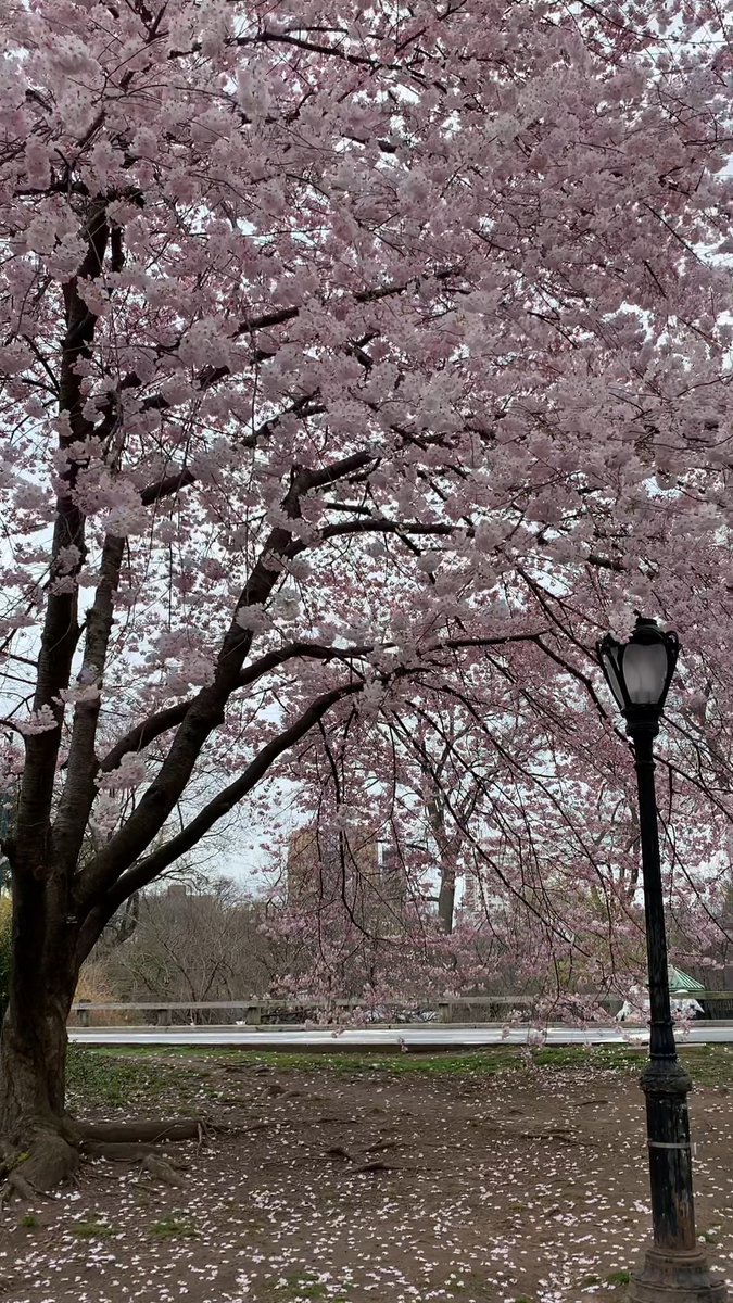 It's official: Cherry blossoms are in bloom all across Central Park! 🌸 Tap here to sign up for our Spring Guide, complete with an interactive map that tracks in real-time where the cherry blossoms have peaked in the Park. #CentralParkBloomWatch