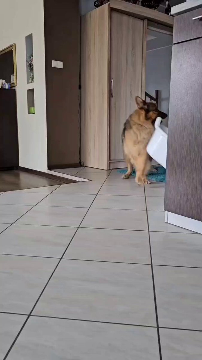 Tap ❤️&amp;comment if you are a german shepherd lover 🥀🐕