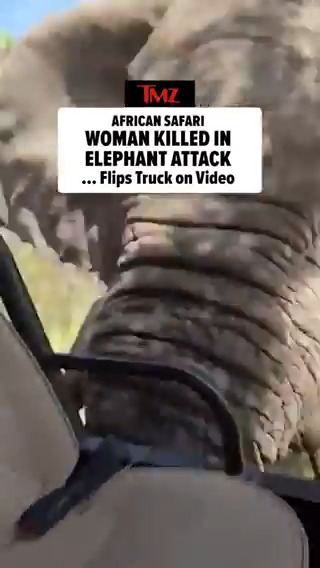 An elderly woman was killed in Africa during a safari trip -- this after an elephant charged her party's vehicle and flipped it over.