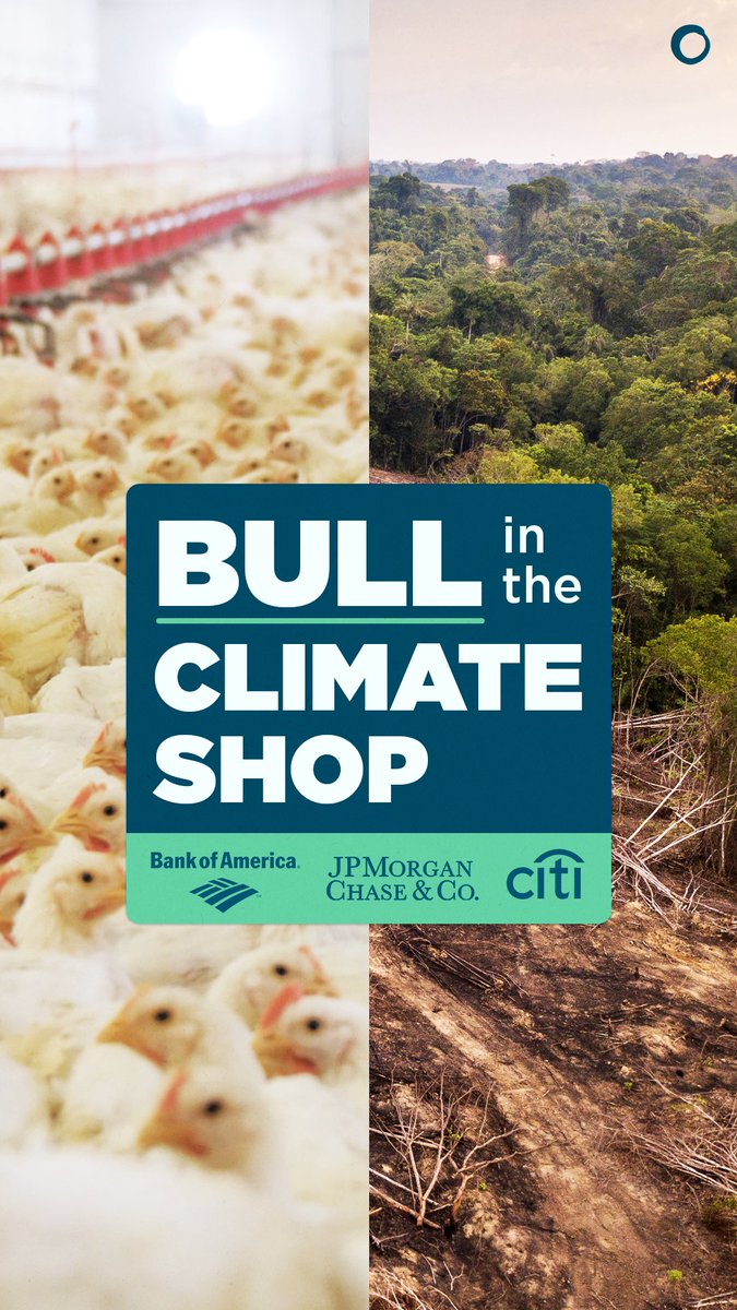 NEW STUDY: US bank financing of meat, dairy, and feed corporations led to 63.1 MILLION metric tons of carbon dioxide equivalent emissions in a single year. This undermines these banks’ climate commitments… #DefundIndustrialLivestock