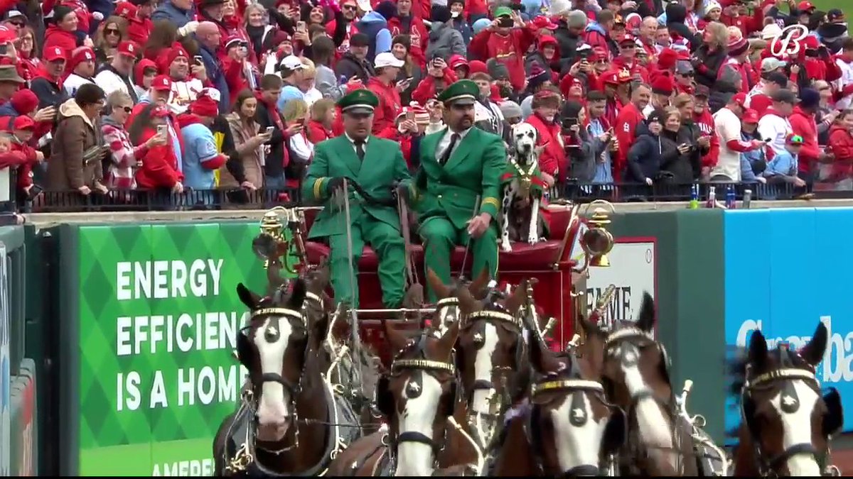 Here come... The Clydesdales! 🐴❤️ #STLCards
